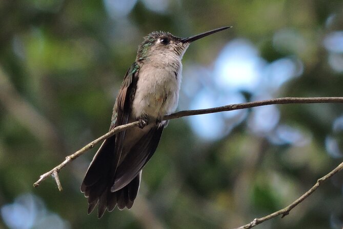 Half-Day Birdwatching Puerto Morelos - Meeting point and timing in plain terms