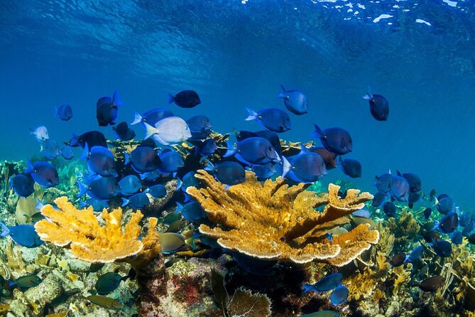 Half Day Guided Snorkeling Adventure Tour from Cancun - Lunch and downtime at the beach club