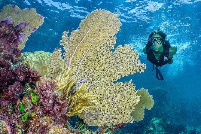 Half Day Guided Snorkeling Adventure Tour from Cancun - Is $129 a fair price?