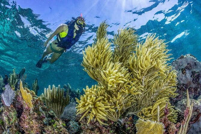 Half Day Guided Snorkeling Adventure Tour from Cancun - Who will enjoy this Cancun snorkeling day?