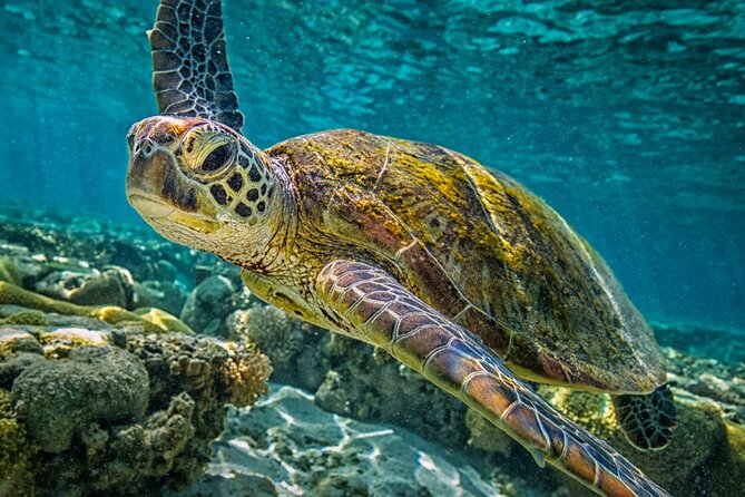 Half-Day Puerto Morelos Snorkeling Experience with Lunch - The snorkeling: close reef, active guides, and about an hour in the water