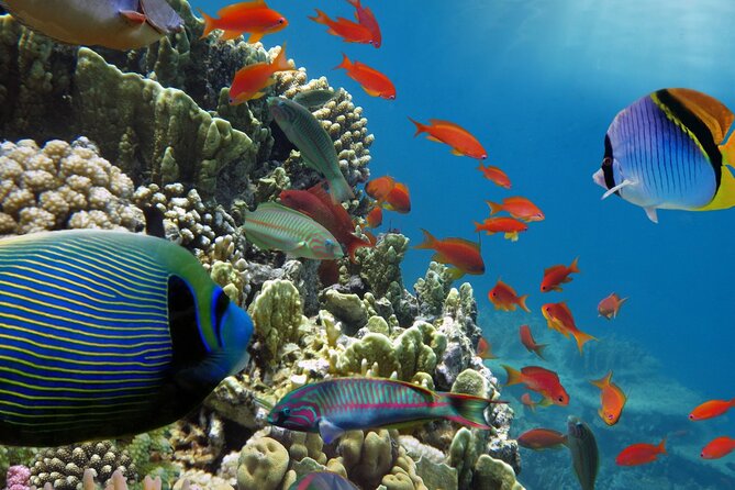 Half-Day Puerto Morelos Snorkeling Experience with Lunch - Is $49 a good value for this Puerto Morelos trip?