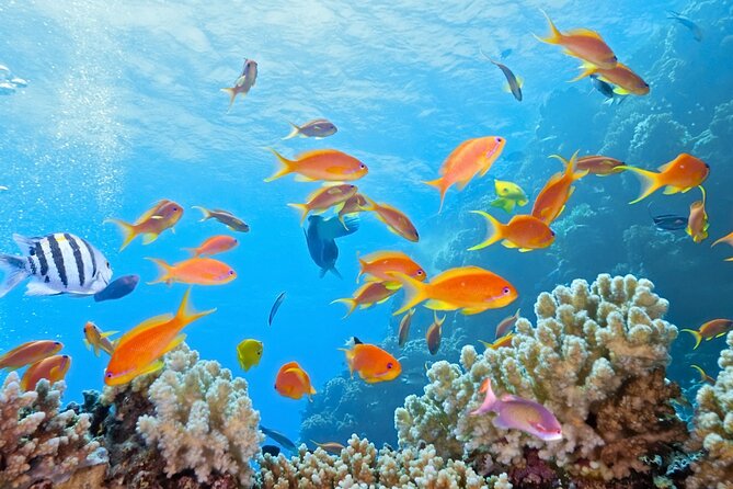Half-Day Puerto Morelos Snorkeling Experience with Lunch - Who should book this experience?