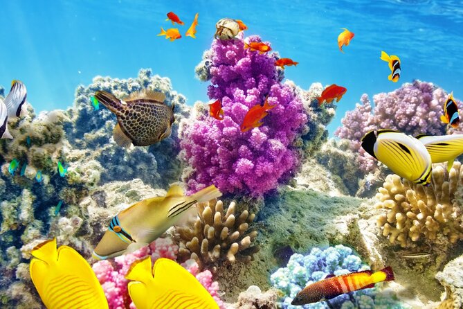 Half-Day Puerto Morelos Snorkeling Experience with Lunch - The sunscreen rule is important for your comfort and the reef