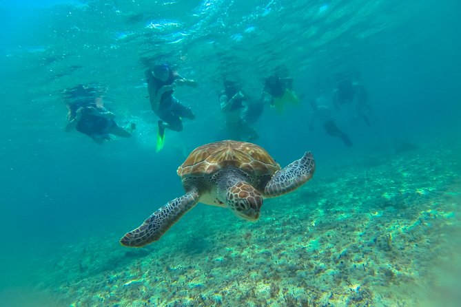 Half-Day Underwater World Tour - What the three-hour schedule means for you