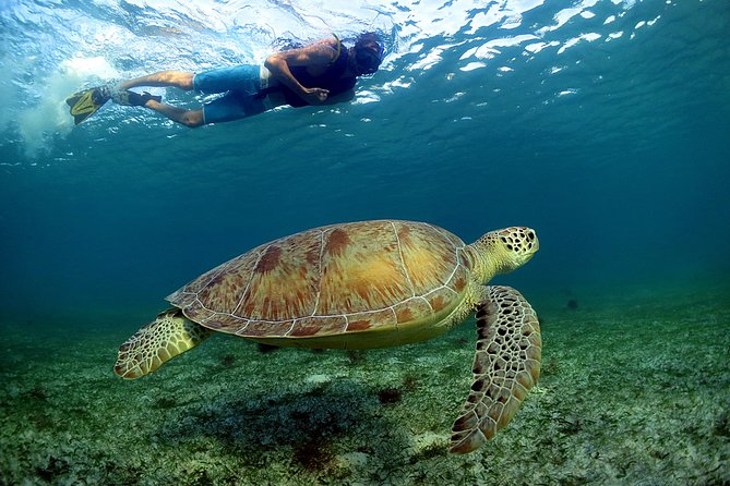 Half-Day Underwater World Tour - Snorkeling near Akumal and the Mesoamerican Reef