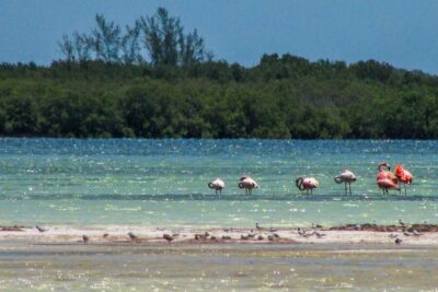 Holbox Island Tour departure from Cancun