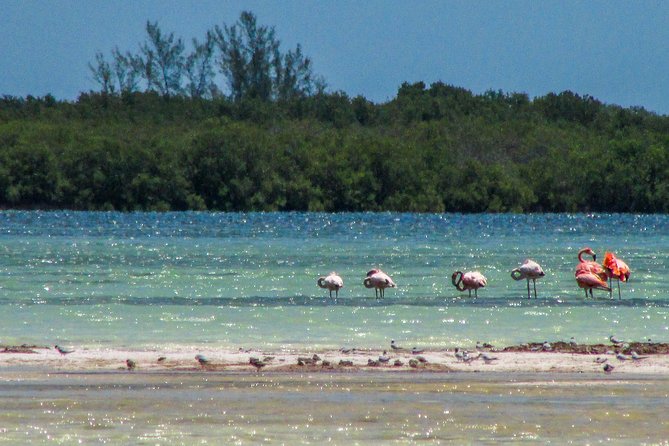 Holbox Island Tour departure from Cancun - Passion Island and its seasonal birdlife