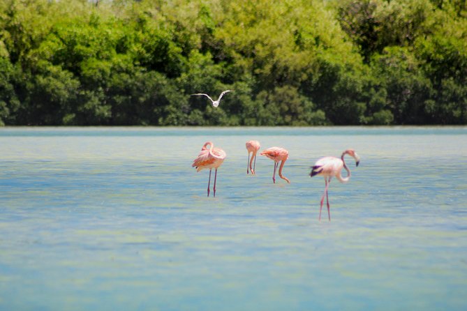 Holbox Island Tour From Cancun - Guides, timing, and the small details that matter