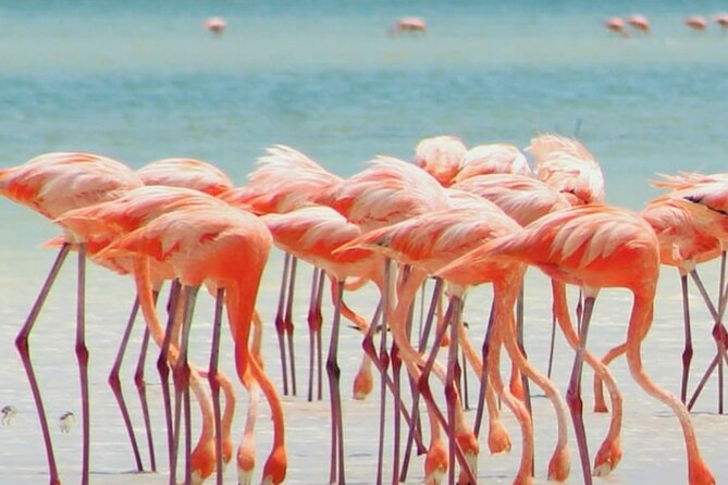 Holbox plus Island Magic by boat Tour from Cancun - Meals, fees, and what the package is worth