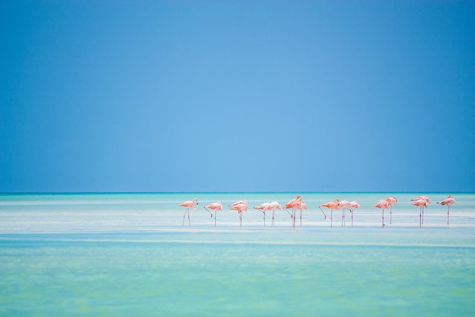 Holbox tour from Cancun and Riviera Maya - Isla Pasion and the bird-filled coast