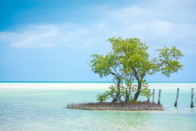Holbox tour from Cancun and Riviera Maya - What you can see around Holbox