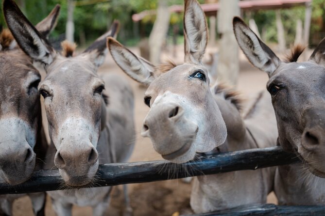 Horseback Riding and Cenote Swim from Cancun or Playa del Carmen - How the transport and timing work
