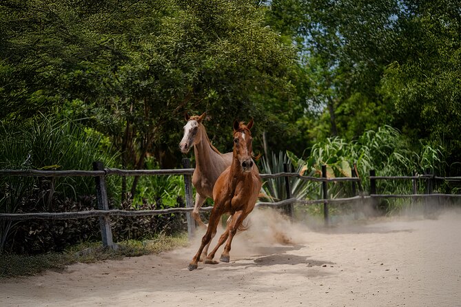 Horseback Riding and Cenote Swim from Cancun or Playa del Carmen - What the included equipment really means