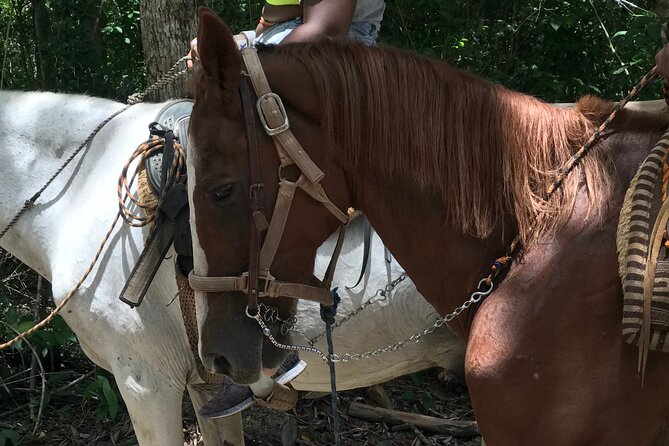 Horseback riding with ATV, zip lines and cenote, lunch and transfer - Horseback riding, with modest expectations