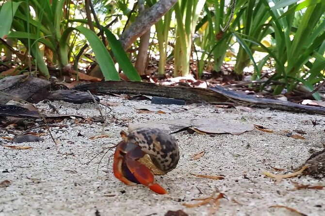 Isla Contoy and Isla Mujeres Tour with Snorkeling from Cancun - The short stop at Isla Mujeres