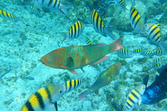 Isla Mujeres Basic Tour in Catamaran with Snorkel and Open Bar - A full day from Playa Tortugas to Isla Mujeres
