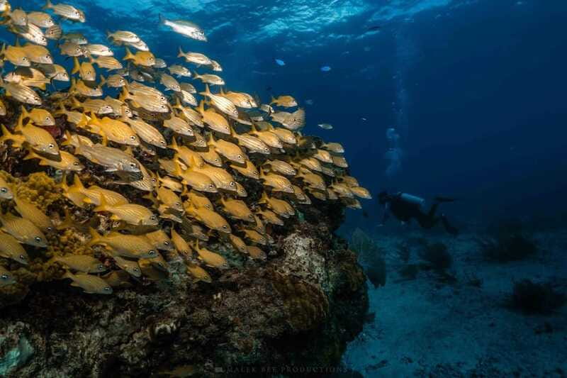 Isla Mujeres - MUSA and the Manchones Reef - Snorkel - Is $60 a fair price?