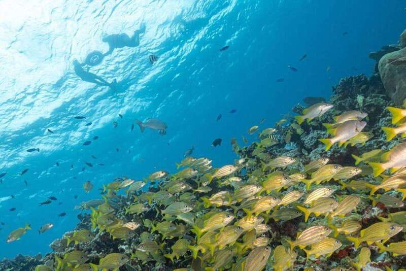 Isla Mujeres: Snorkel Tour at Musa and Manchones Reef - Key things to know before you book