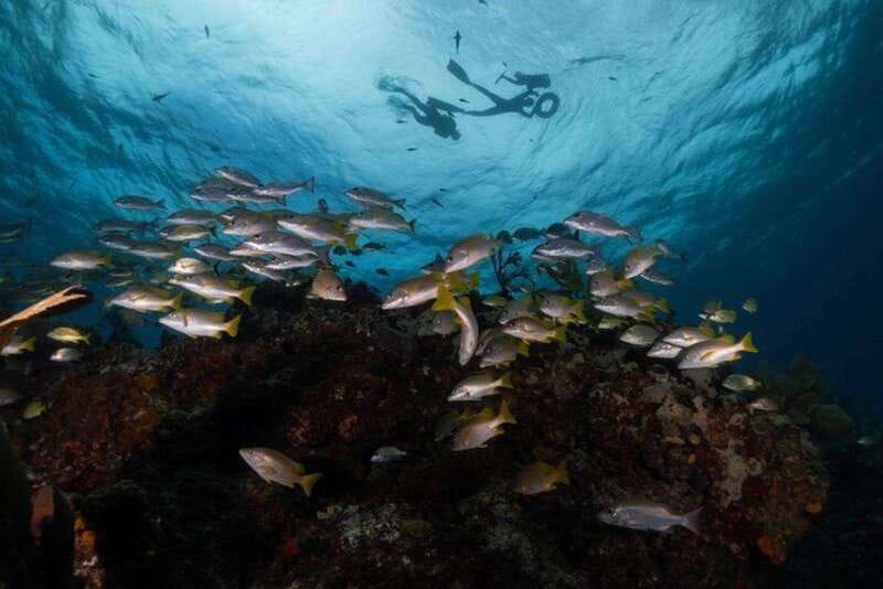 Isla Mujeres: Snorkel Tour at Musa and Manchones Reef - Why MUSA is more than an ordinary snorkel stop