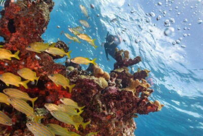 Snorkel Tour at Musa and Manchones Reef