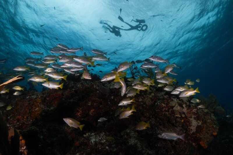 Isla Mujeres: Snorkel Tour at Musa and Manchones Reef - Is $50 a fair price?