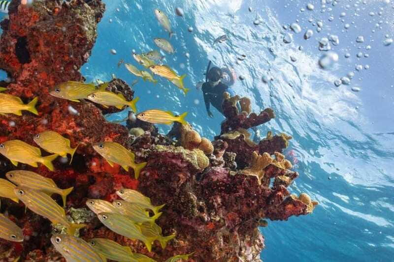 Isla Mujeres: Snorkel Tour at Musa and Manchones Reef - Should you book it?