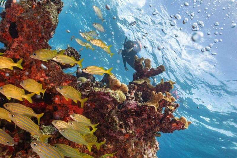 Isla Mujeres: Snorkel Tour at Musa and Manchones Reef - Manchones Reef brings the living part of the show