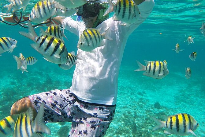 Isla Mujeres Snorkeling Adventure at the Underwater Museum - Natural reef stops bring the fish