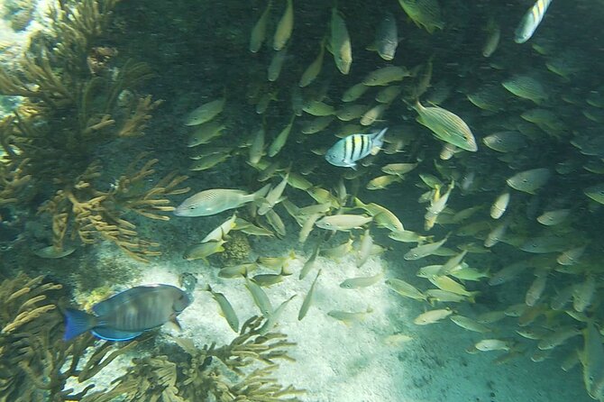 Isla Mujeres Snorkeling Adventure at the Underwater Museum - How the crew handles families and beginners