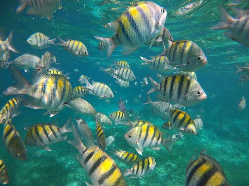 Isla Mujeres: Snorkeling Adventure at the Underwater Museum - What to bring, and what not to forget