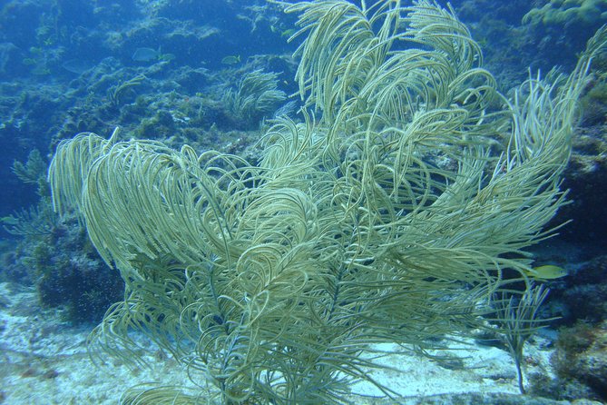 Isla Mujeres Snorkeling Tour - Friendly guides and a strong family angle