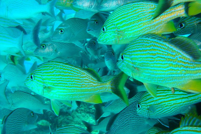 Isla Mujeres Snorkeling Tour - Getting to Casa Del Buceo