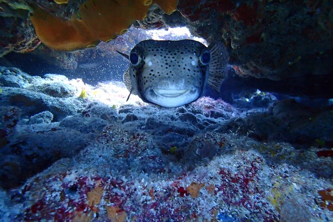 Isla Mujeres Snorkeling Tour - Who should book this Isla Mujeres snorkeling trip