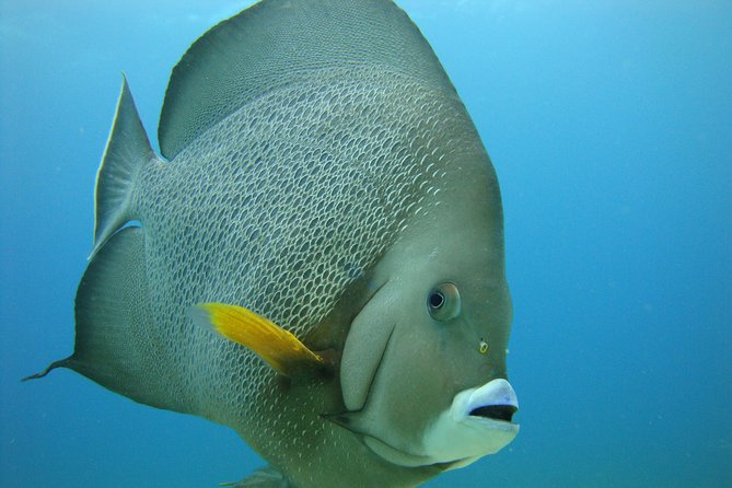 Isla Mujeres Snorkeling Tour - Should you book it?