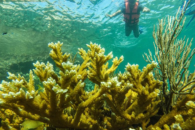 Isla Mujeres Snorkeling Tour Adventure - Marine life is a bonus, not a guarantee