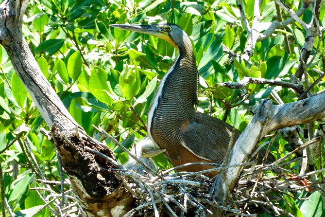 Kayak adventure through Laguna Nichupté in Cancun - Mangrove tunnels and small marine life