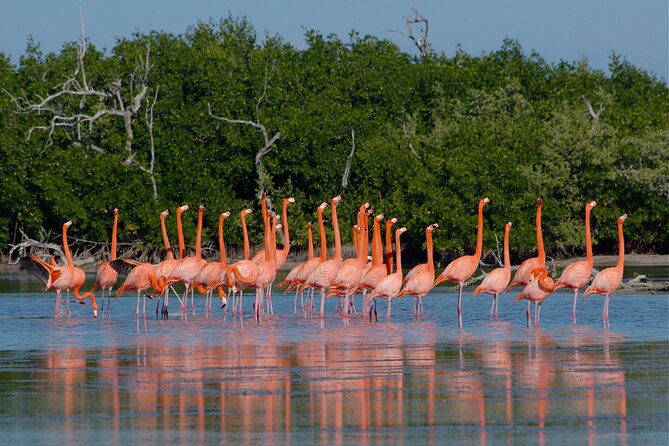 Las Coloradas and Rio Lagartos Tour with All Inclusive - What the food package really includes