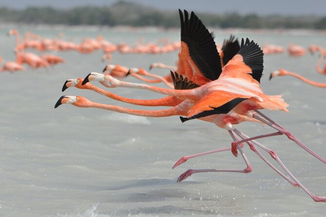 Las Coloradas and Rio Lagartos Tour with All Inclusive - Who should book this tour?