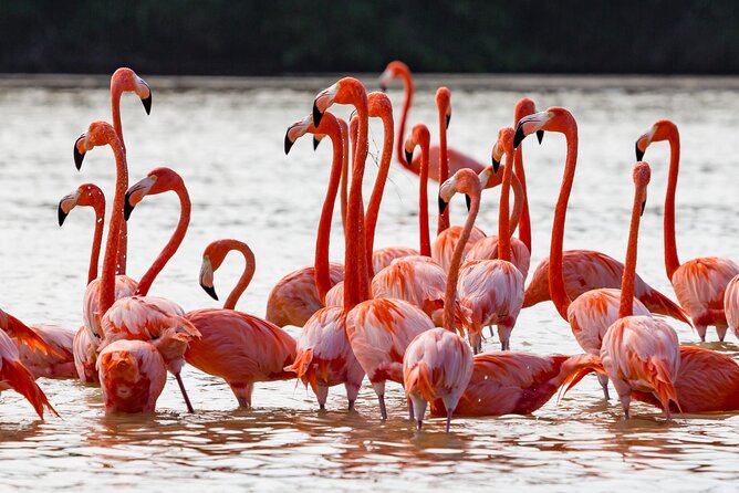 Las Coloradas Pink Lake & Rio Lagartos Guided Tour - Pickup organization can shape the whole day