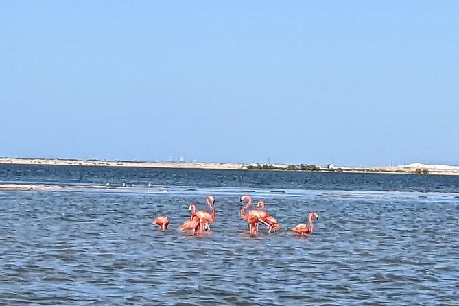 Las Coloradas Tour! Boat Ride, Lunch & Rio Lagartos from Cancun - Who should book this Las Coloradas tour?