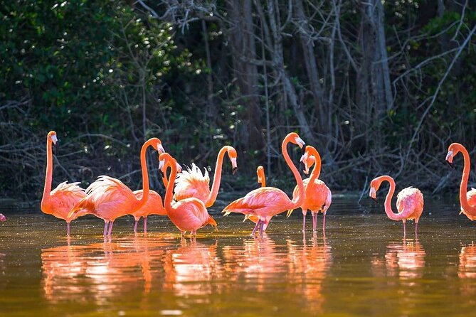 Las Coloradas Tour to Pink Lakes and Wildlife Wonders - What the $96.50 price really means
