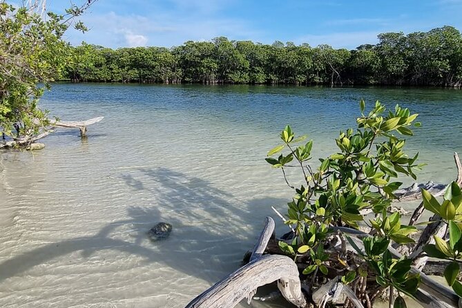 Mangrove and Lagoon Speed Boat Tour - Snorkeling and the uncertain beach stop