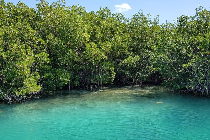Mangrove and Lagoon Speed Boat Tour - Safety, comfort, and group planning