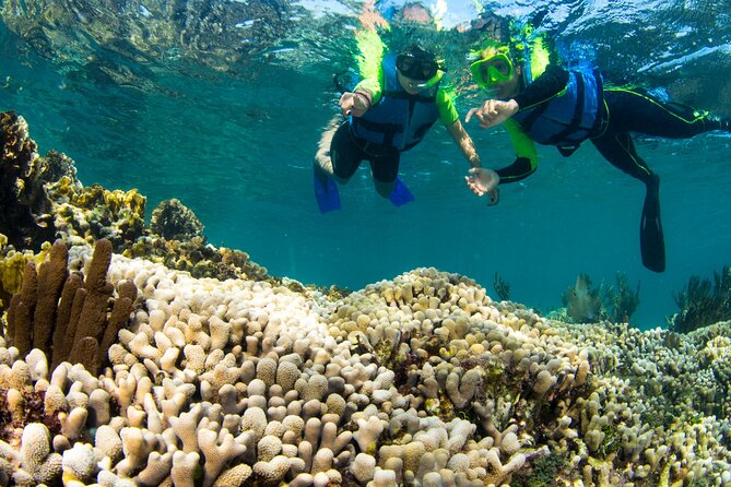 Mangrove Jungle Speedboat Experience - Choosing a departure time