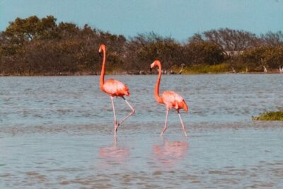 Las Coloradas and Río Lagartos with Boat Tour and Lunch