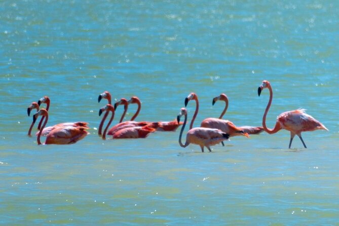 Mérida: Las Coloradas and Río Lagartos with Boat Tour and Lunch - Who should book this Mérida day trip?