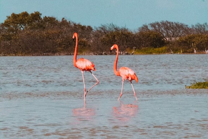 Mérida: Las Coloradas and Río Lagartos with Boat Tour and Lunch - Las Coloradas and the science behind the pink water