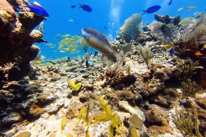MUSA Museum and Colorful Reef 2 Tank Dive-Certified Divers - The guides and crew shape the day