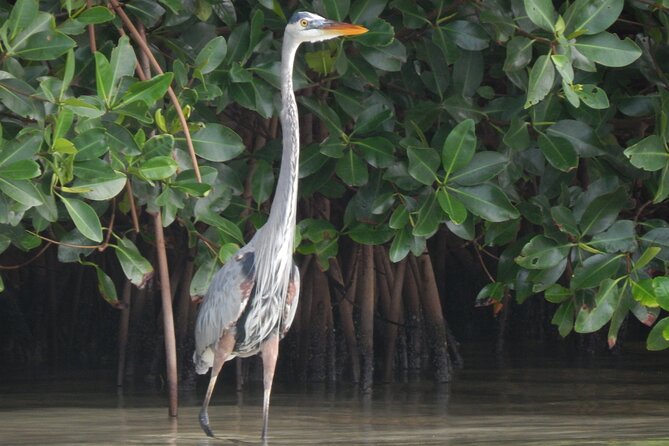 Nichupte Lagoon Wildlife Tour - What the boat ride is really like